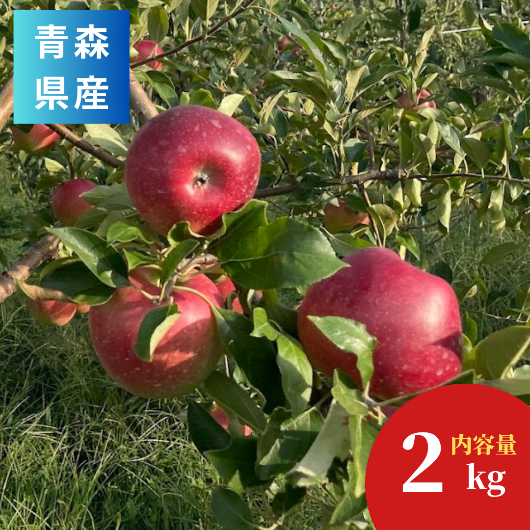 青森県 せいの農園 葉とらずサンふじ 約2kg入1箱（9玉~13玉）【ご