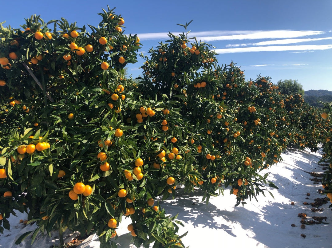 薄皮で平均糖度12度以上】高知県 山のてっぺん間城のみかん 約3kg入1