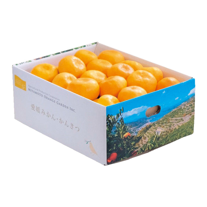 18-10 愛媛県西宇和産 温州みかん（３kg） 5701