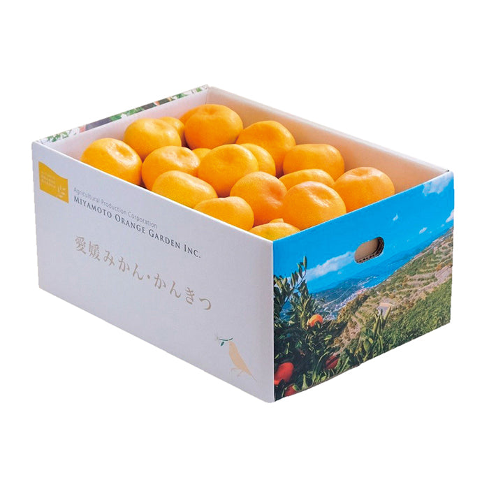 18-11 愛媛県西宇和産 温州みかん（5kg） 5702