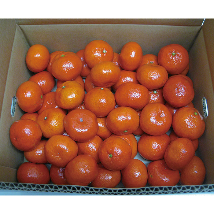 26-04 香川県 金時紅みかん F643