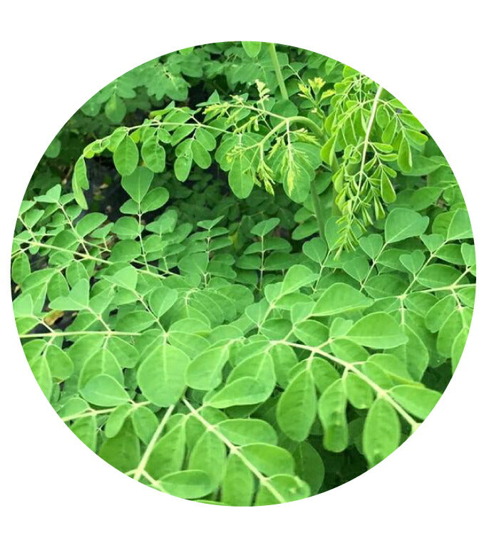 モリンガ茶 5包入 2袋セット（10包） ｜ 栃木県産品 小山市 ECO山本 栃木県産モリンガ若葉100％使用 無農薬 化学肥料不使用 ミラクルツリー GABA 鉄分 食物繊維 ポリフェノール カルシウム ビタミンC ポスト投函【全国送料込】