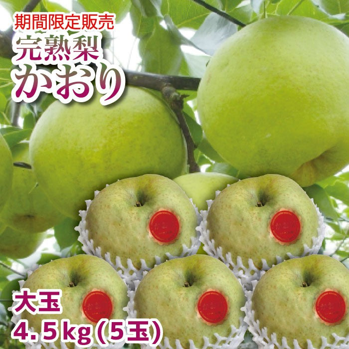 栃木のおいしい完熟梨 かおり 大玉 5玉 約4.5kg 【ご予約商品 9月30日頃より順時発送】 ｜ 栃木県産品 宇都宮市