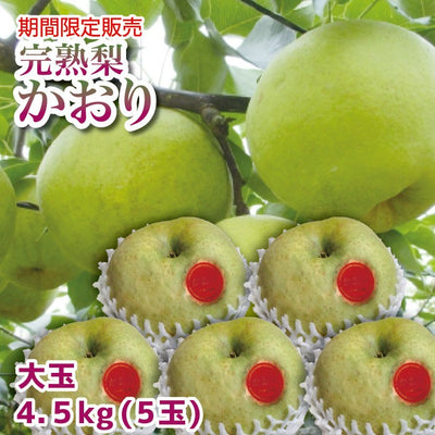 栃木のおいしい完熟梨 かおり 大玉 5玉 約4.5kg 【ご予約商品 9月30日頃より順時発送】 ｜ 栃木県産品 宇都宮市