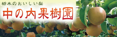 栃木のおいしい完熟梨 あきづき 大玉4Lサイズ 10～13玉 約5kg【ご予約商品 9月16日頃より順時発送】 ｜ 栃木県産品 宇都宮市