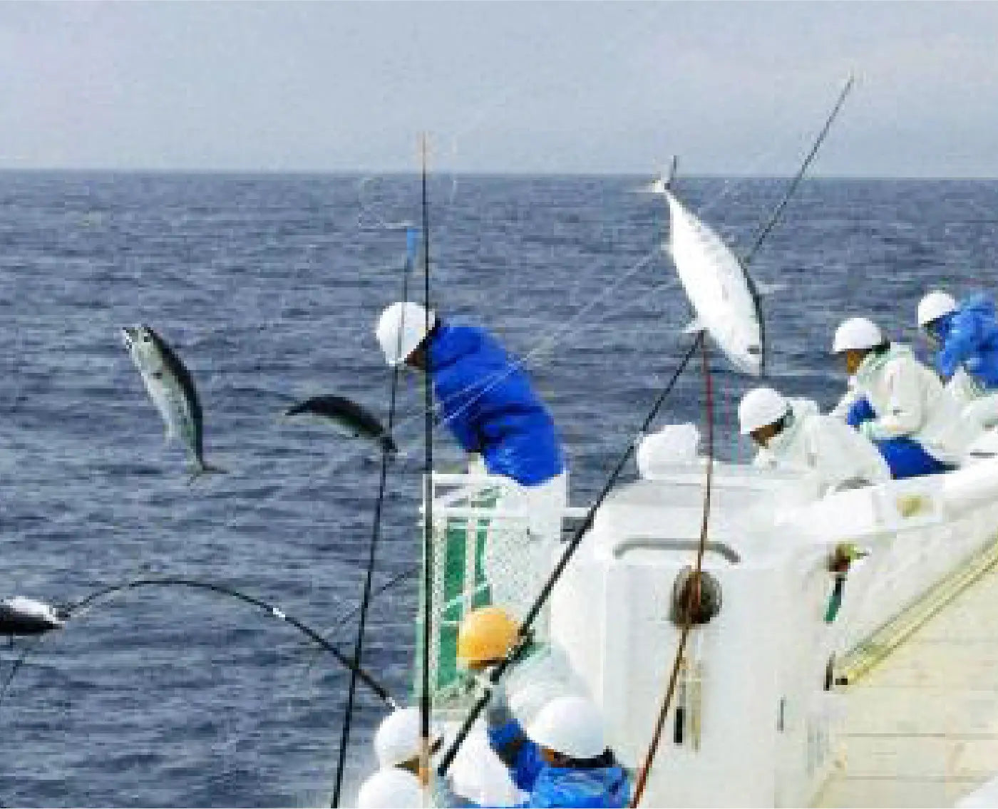 土佐久礼「ど久礼もん」のかつおの藁焼きタタキ（旬凍）3-4人前　タレ