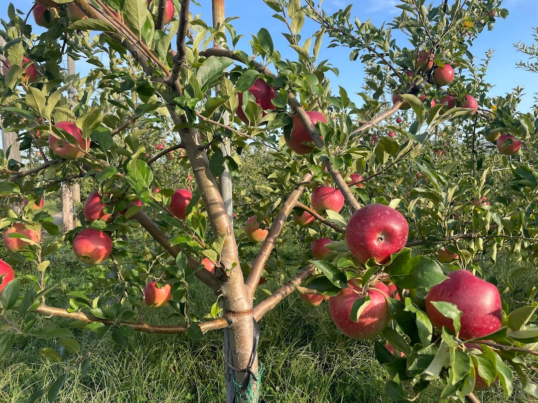 青森県 せいの農園 葉とらずサンふじ 約2kg入1箱（9玉~13玉）【ご